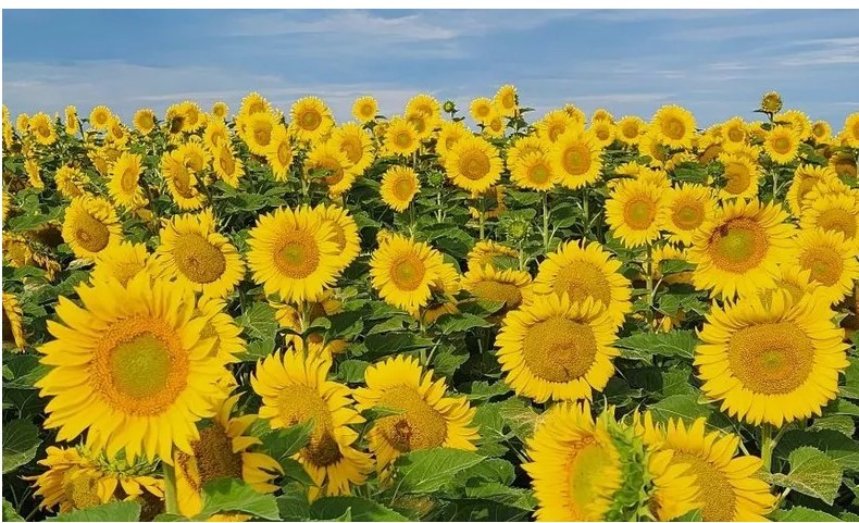 Cada campaña, las regiones CREA realizan cientos de ensayos a campo para evaluar el impacto de distintas prácticas de manejo sobre la productividad y la sostenibilidad de los sistemas agrícolas.