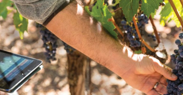 La primera APP para productores vitivinícolas La primera APP para productores vitivinícolas