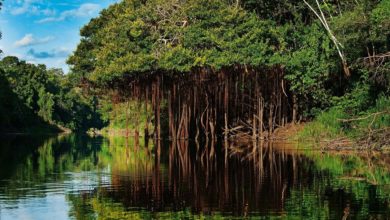 HP y Conservation International unen fuerzas con las comunidades locales para restaurar parte de la selva amazónica