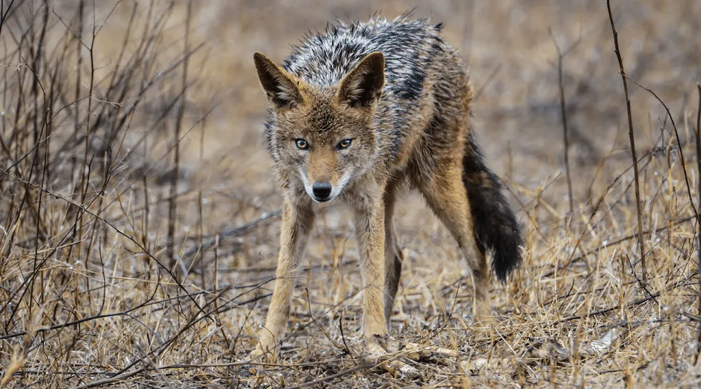 Coyote, el troyano bancario que acecha a Brasil y a toda Latinoamérica Coyote, el troyano bancario que acecha a Brasil y a toda Latinoamérica