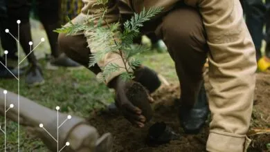 Kodak Alaris y veritree se asocian para ayudar a la restauración agroforestal en Ruanda