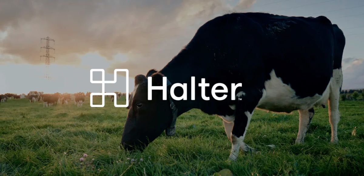 Ganadería 4.0: cómo los collares inteligentes con IA reemplazan alambrados y preparan su llegada a Argentina